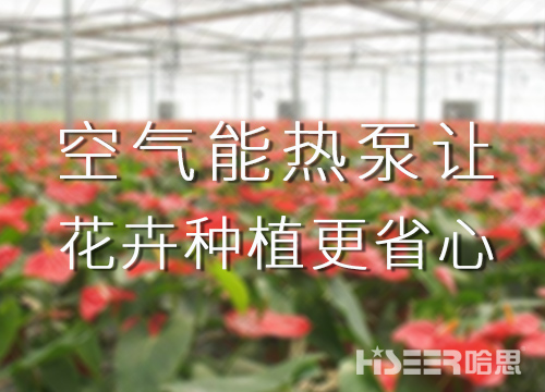 空气能热泵让花卉莳植更省心，优品率可达90%以上